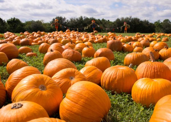 Best Pumpkin Patches in New York